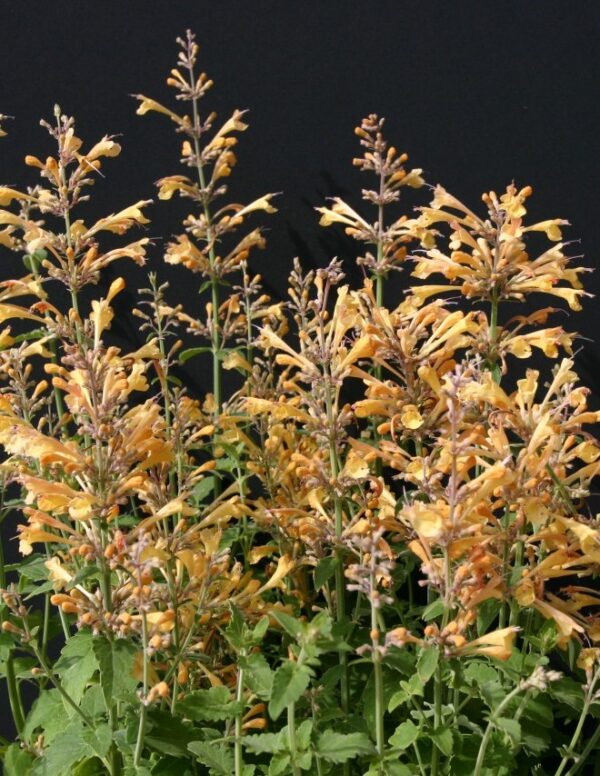 Agastache urticifolia Peach Margarite