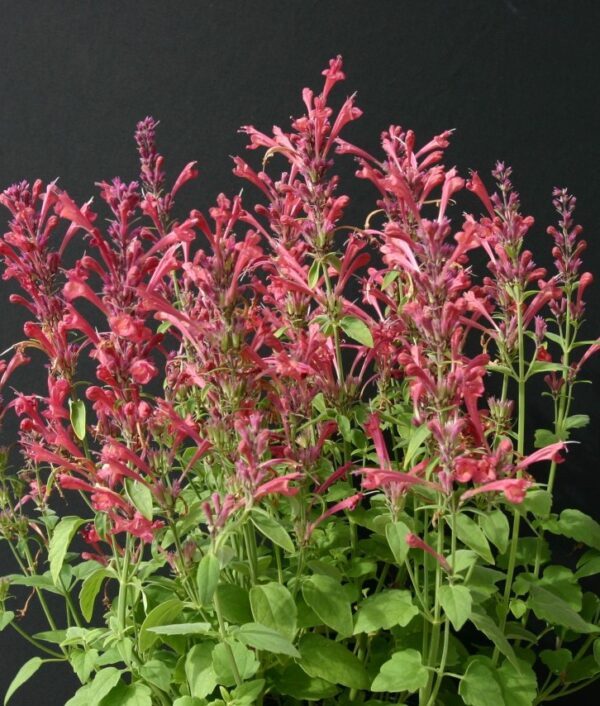 Agastache urticifolia Raspberry Daiquiri