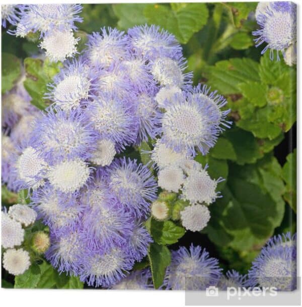 Ageratum houstonianum Bavaria 1