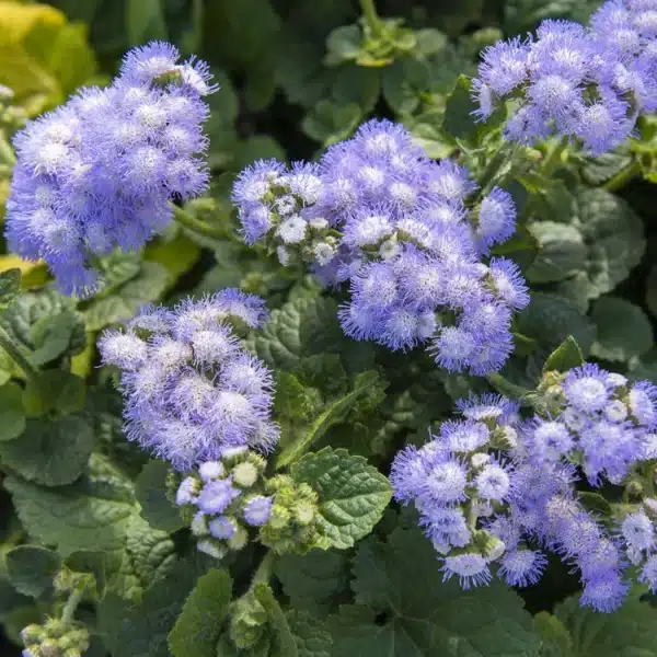 Ageratum houstonianum Bavaria