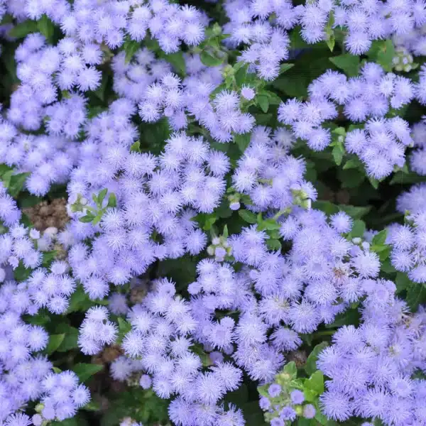 Ageratum houstonianum Blue Mink 1