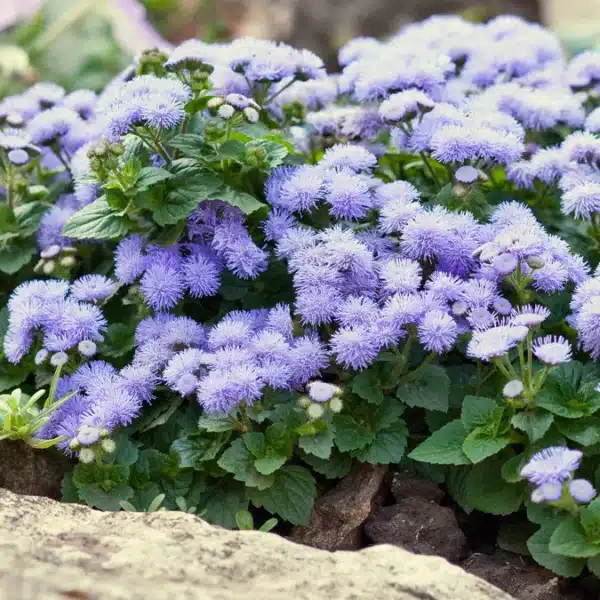 Ageratum houstonianum Blue Mink