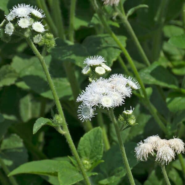 Ageratum houstonianum White Bouquet