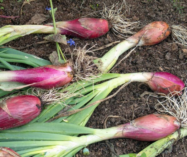 Allium cepa Rossa Lunga di Firenze 1