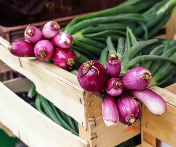 Allium cepa Rossa Lunga di Firenze