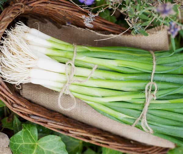 Allium fistulosum Marjolina