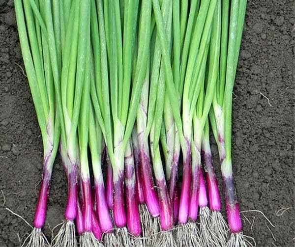 Allium fistulosum Toga Red