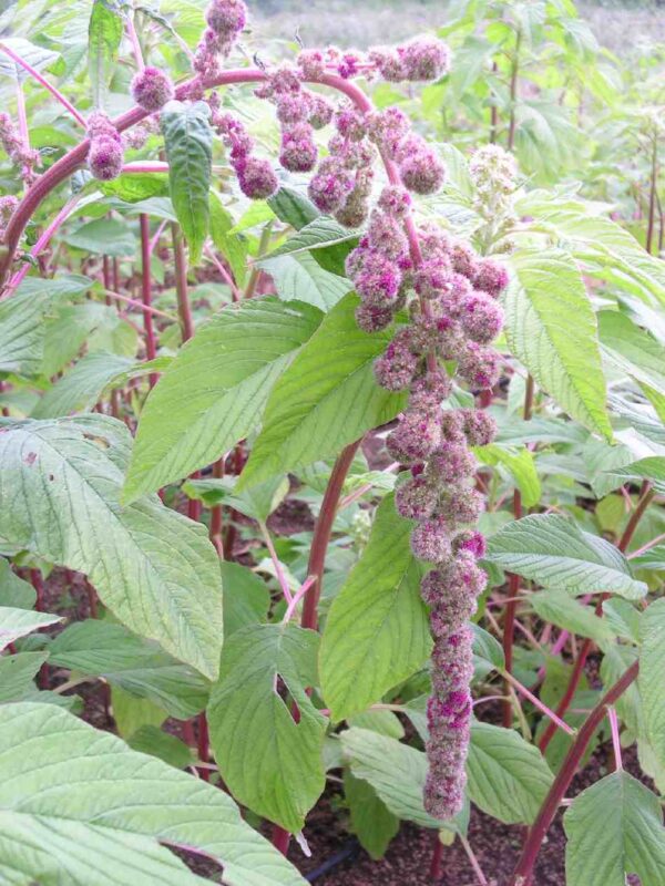 Amaranthus caudatus Mira