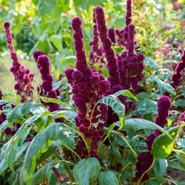 Amaranthus cruentes Elephants Head 1