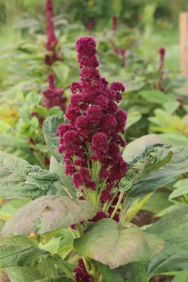 Amaranthus cruentes Elephants Head 2