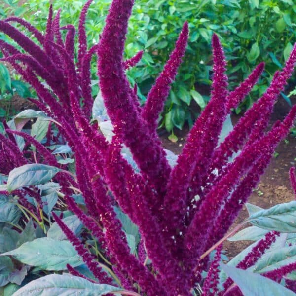 Amaranthus cruentes Oeschberg 1