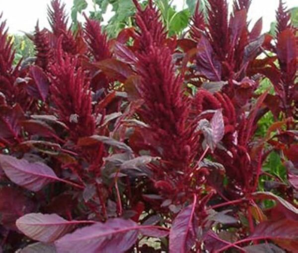 Amaranthus cruentes Oeschberg