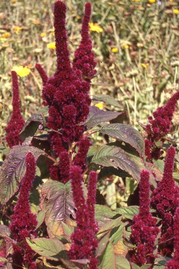 Amaranthus cruentus Red Cathadral 1 1