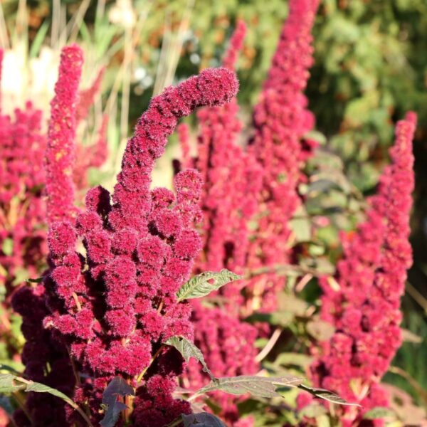 Amaranthus cruentus Red Cathadral 1