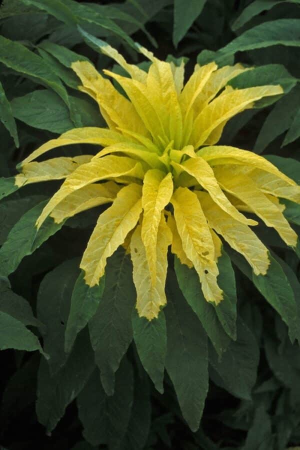 Amaranthus tricolor Aurora