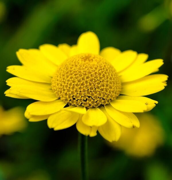 Anthemis tinctoria Kelwayi - Image 2