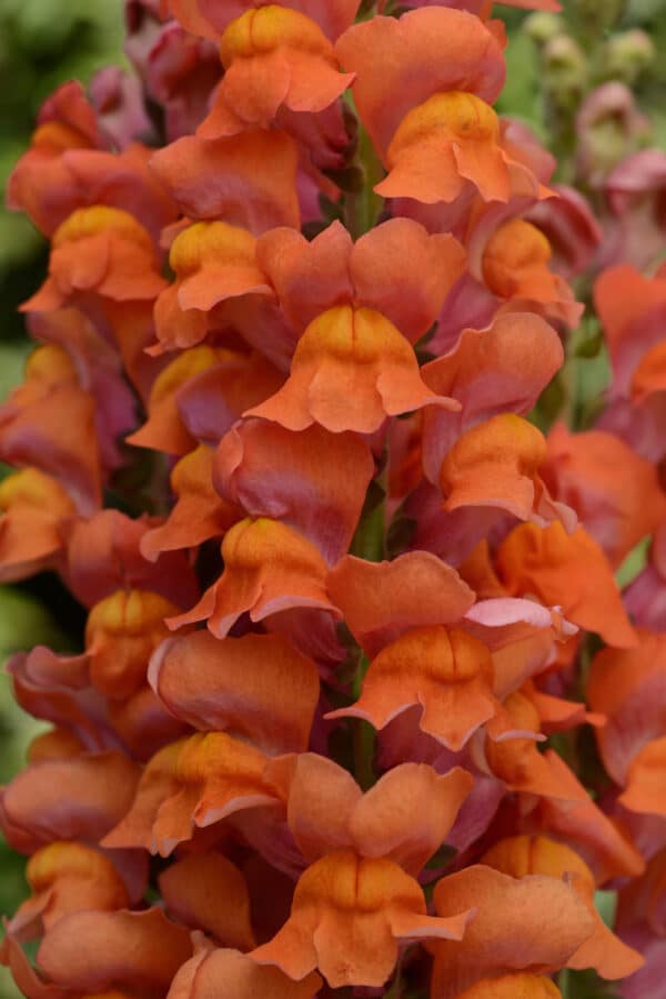 Antirrhinum majus Maryland Deep Orange