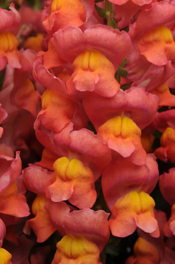 Antirrhinum majus Maryland Orange