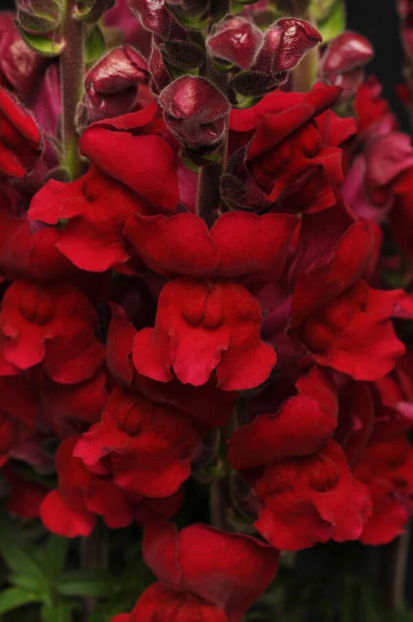 Antirrhinum majus Maryland Red