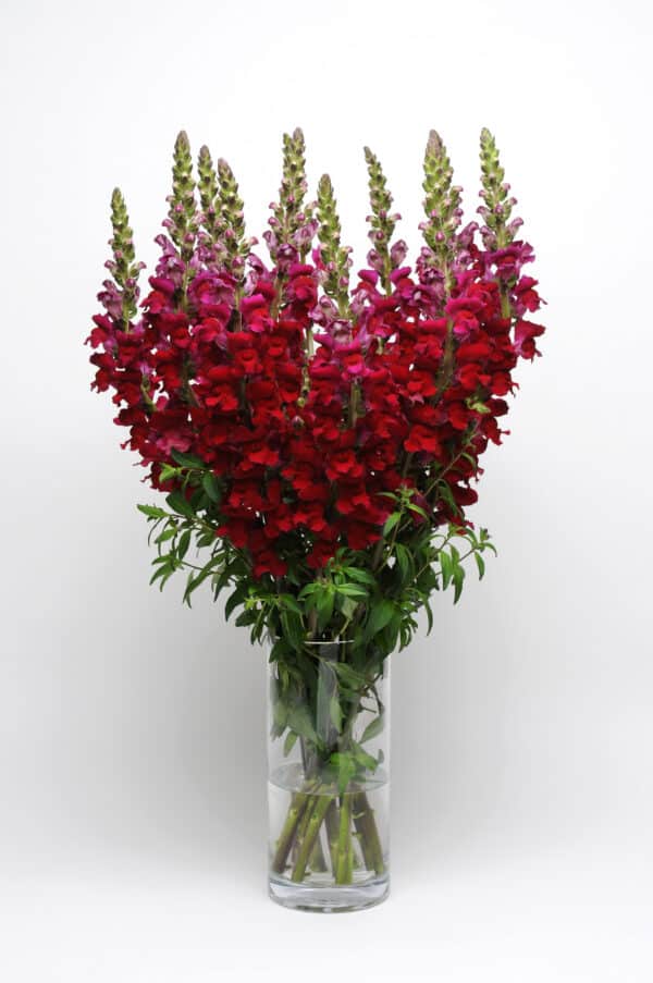 Antirrhinum majus Maryland Red - Image 2