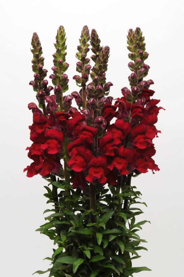 Antirrhinum majus Maryland Red - Image 3