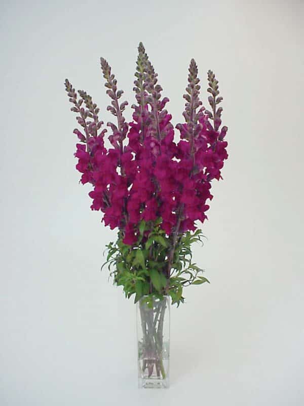 Antirrhinum majus Maryland Royal - Image 2