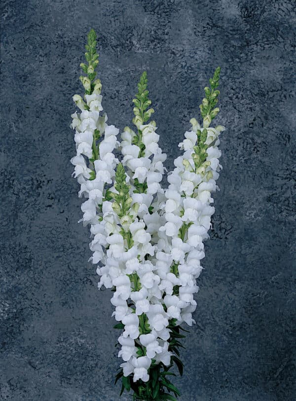 Antirrhinum majus Maryland White - Image 2