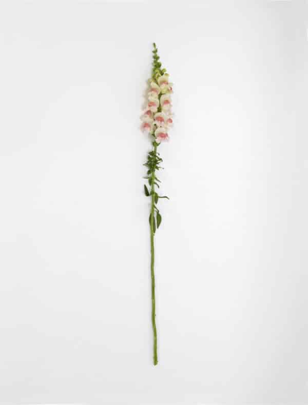 Antirrhinum majus Potomac™ Appleblossom - Image 3