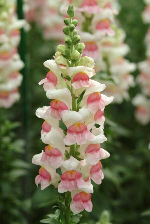 Antirrhinum majus Potomac™ Appleblossom - Image 2