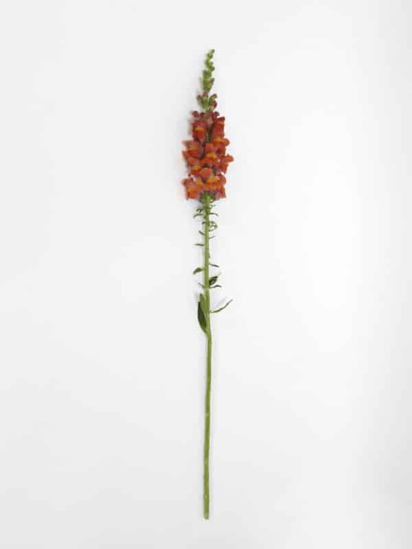 Antirrhinum majus Potomac™ Dark Orange - Image 4