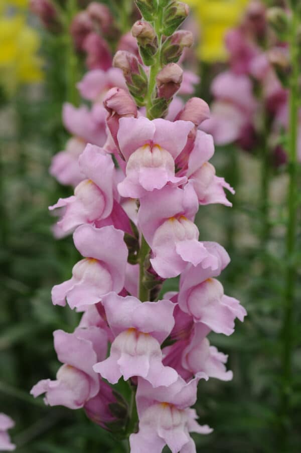 Antirrhinum majus Potomac™ Lavender - Image 3