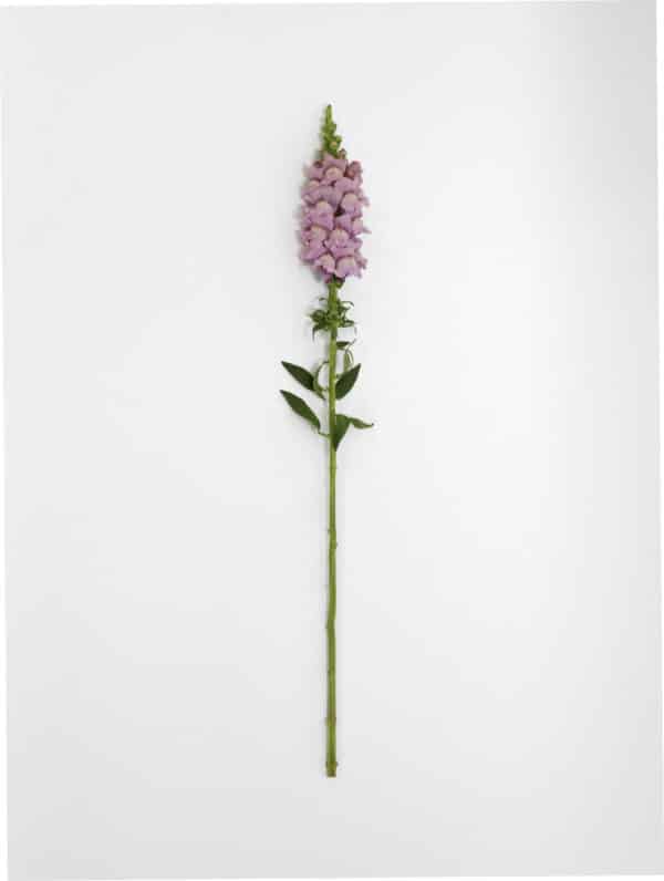 Antirrhinum majus Potomac™ Lavender - Image 4