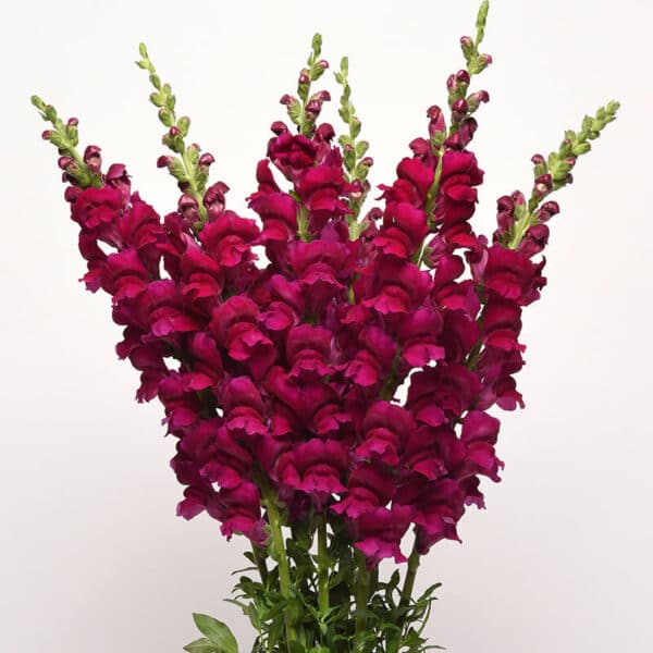 Antirrhinum majus Potomac™ Red - Image 2