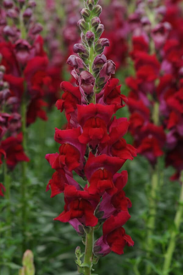 Antirrhinum majus Potomac™ Red - Image 3