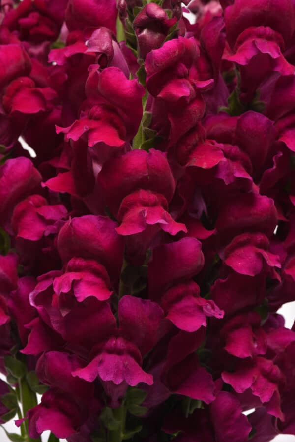 Antirrhinum majus Potomac™ Royal Violet - Image 3