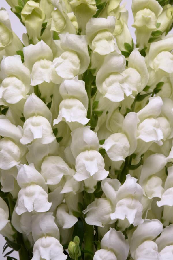 Antirrhinum majus Potomac™ White - Image 3