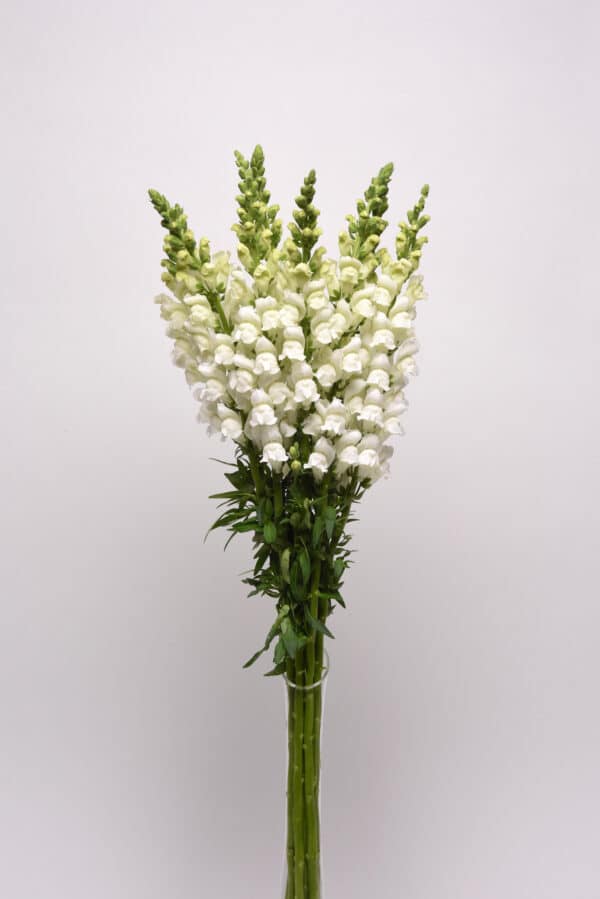 Antirrhinum majus Potomac™ White - Image 2