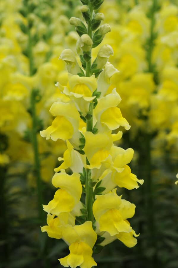 Antirrhinum majus Potomac™ Yellow - Image 3