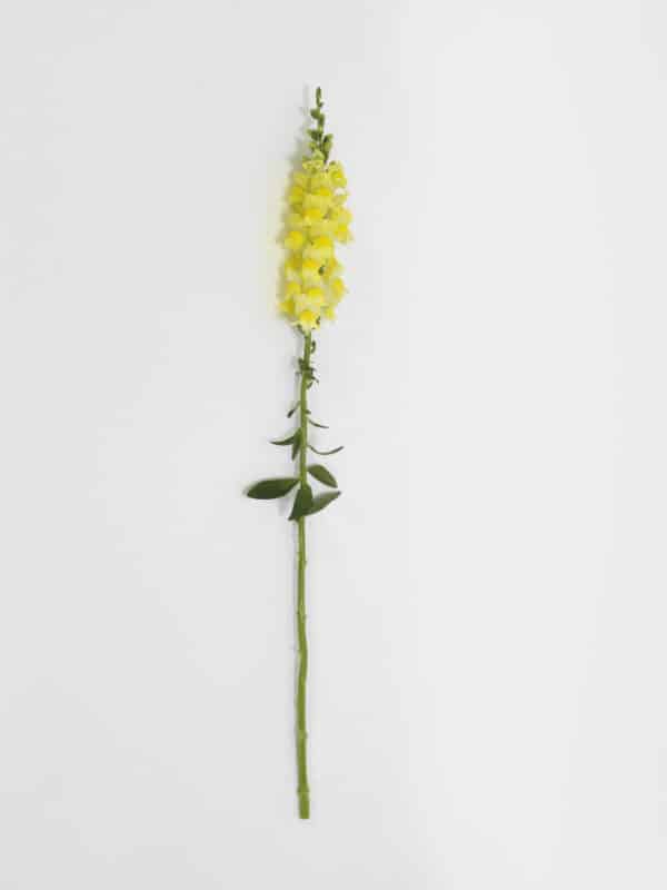 Antirrhinum majus Potomac™ Yellow - Image 4