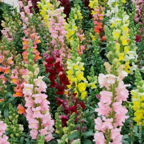 Antirrhinum majus Majestic mixture