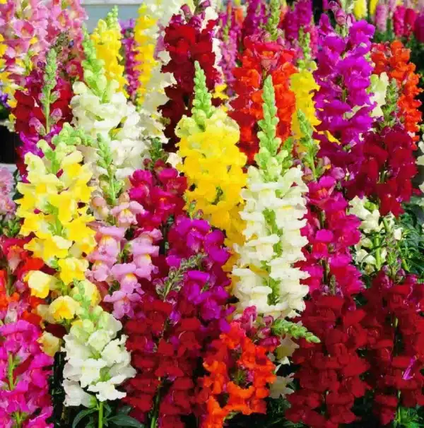 Antirrhinum majus