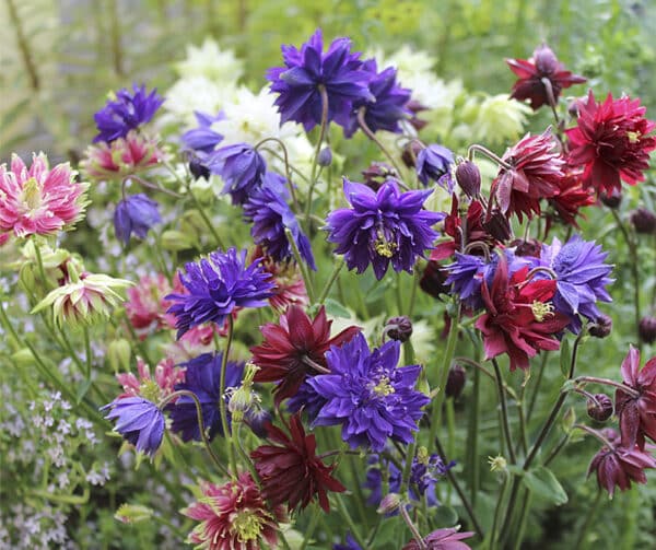 Aquilegia Barlow