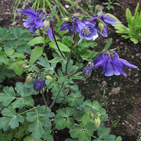 Aquilegia alpina - Image 2