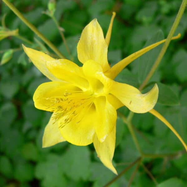 Aquilegia chrysantha Yellow Queen 1