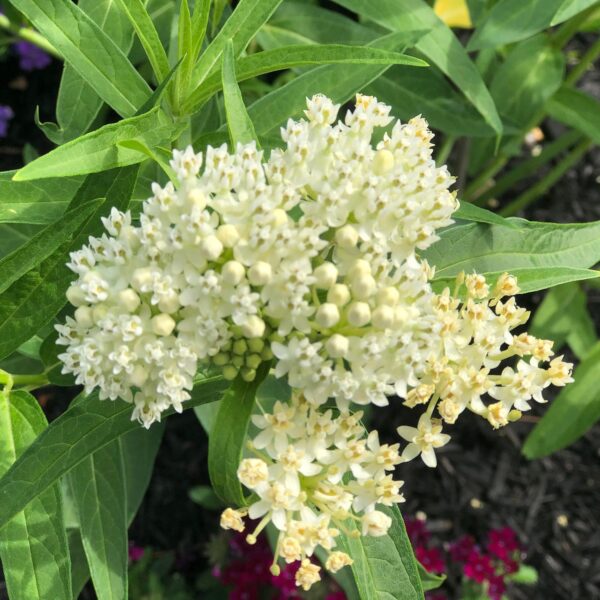 Asclepias incarnata Milkmaid