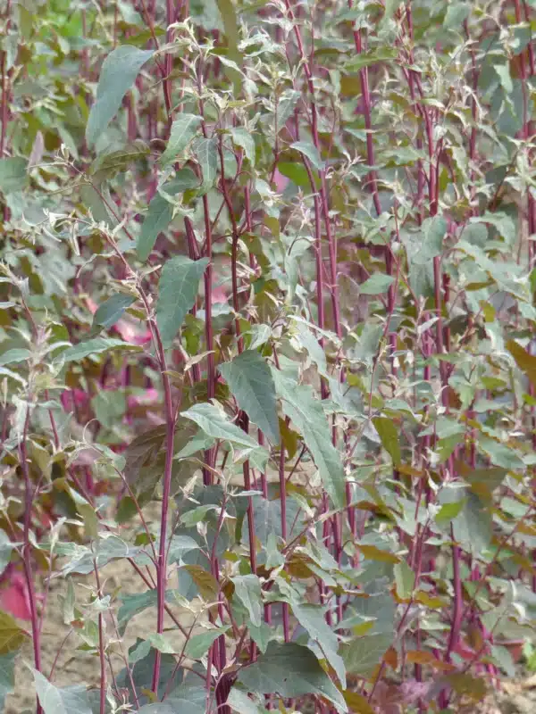 Atriplex hortensis Copper Plume - Image 2