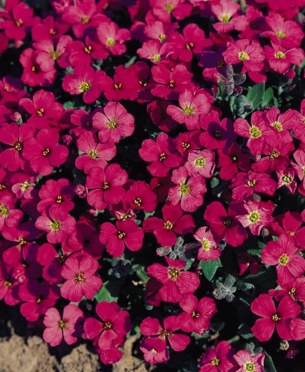 Aubrieta Royal Cascade Rot