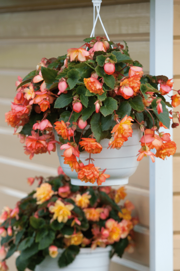 Begonia tuberhybrida F₁ Illumination® Golden Picotee - Image 3