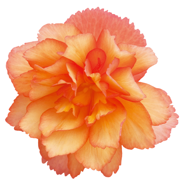 Begonia tuberhybrida F₁ Illumination® Golden Picotee - Image 2