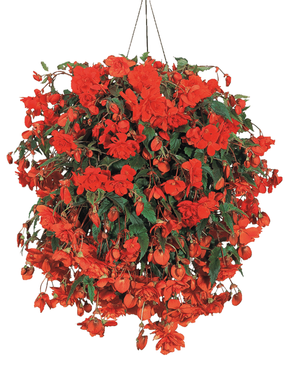 Begonia tuberhybrida F₁ Illumination® Orange